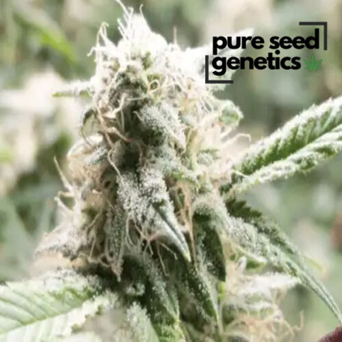 5th Element Feminized