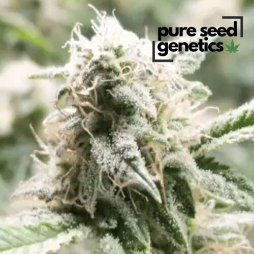 5th Element Autoflower