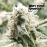 Close-up image showcasing the frosted buds of the 5th Element Autoflower cannabis strain. Learn more about its genetics and characteristics here.