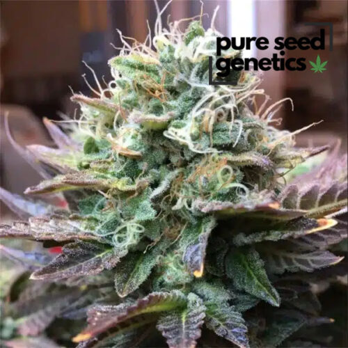 Acapulco Gold Feminized
