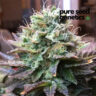 Close-up image of a mature Acapulco Gold Feminized cannabis flower, showcasing its vibrant colors and trichome coverage. Premium cannabis genetics.