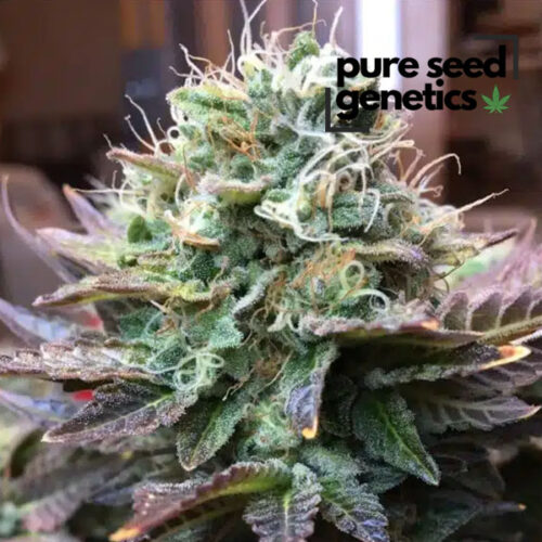 Acapulco Gold Autoflower