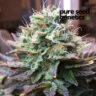Close-up image of Acapulco Gold Autoflower bud. Premium cannabis strain with dense trichomes and vibrant colors.