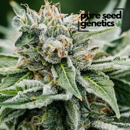 Afghani