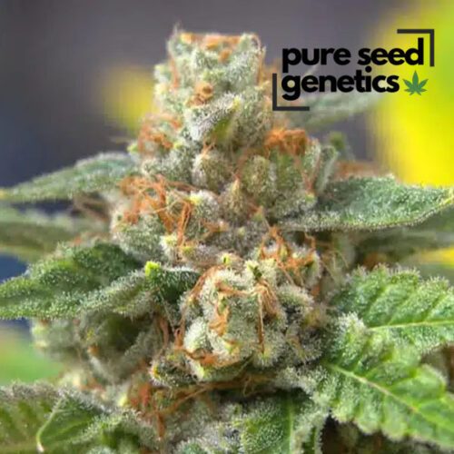 Agent Orange