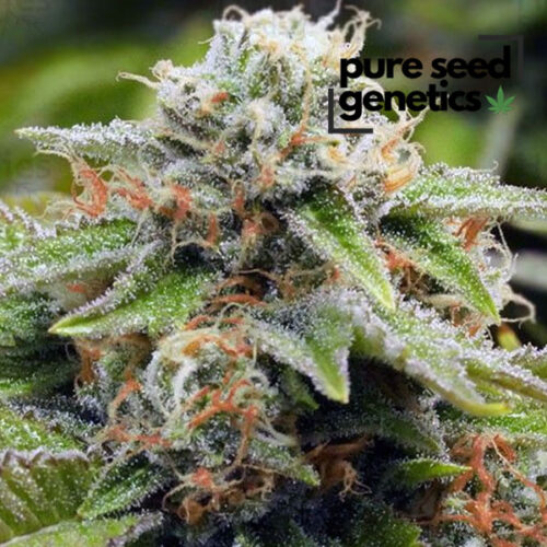Alien Gorilla Glue