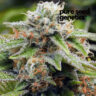 Close-up of Alien Gorilla Glue, showcasing its trichome-covered buds and vibrant colors. A premium selection with exceptional qualities for discerning consumers.