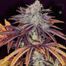 Premium Alien Technology cannabis strain with vibrant purple and orange leaves. A high-quality marijuana strain known for its unique characteristics.