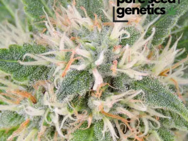 Amnesia Lemon Strain Seeds: Genetics & Grow Guide