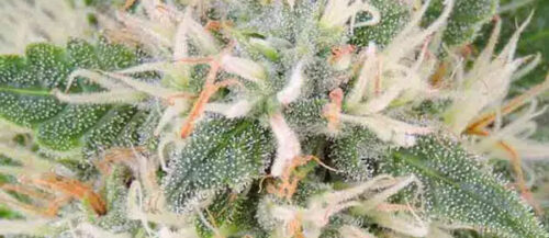 Amnesia Lemon Strain Seeds: Genetics & Grow Guide