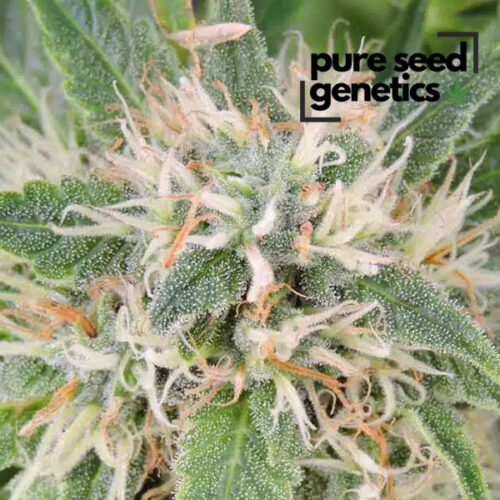 Amnesia Lemon