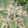 Close-up view of an Amnesia Lemon cannabis plant with frosted leaves and orange pistils. High-quality Amnesia Lemon genetics, showcasing the plant's trichome coverage.