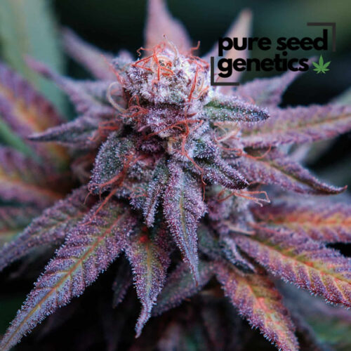 Blue Dream