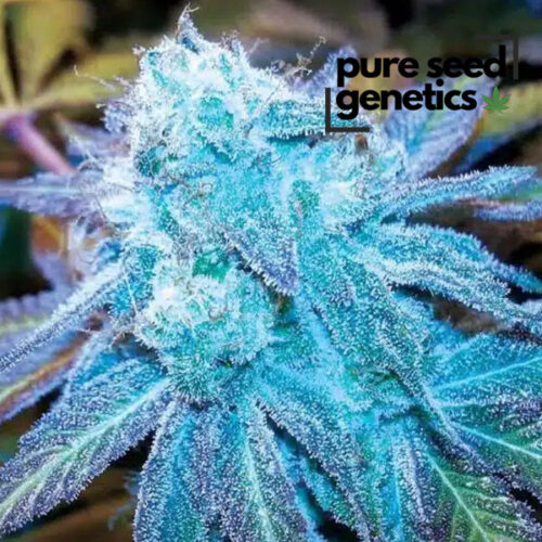 Blue Haze