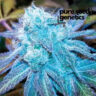 Close-up of a vibrant Blue Haze plant showcasing its trichome-covered buds and leaves. A high-quality strain known for its distinct color and potency.