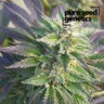 Close-up view of CBD Blueberry 1:16 plant showcasing its vibrant green and purple leaves, highlighting the unique characteristics of this popular strain.