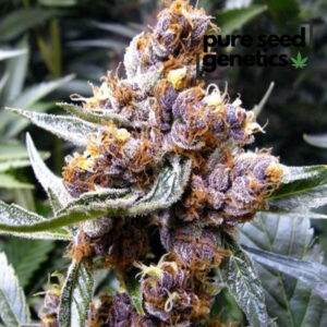 Close-up image of CBD Blueberry, showcasing the plant's unique purple and brown hues. Premium CBD Blueberry flower.