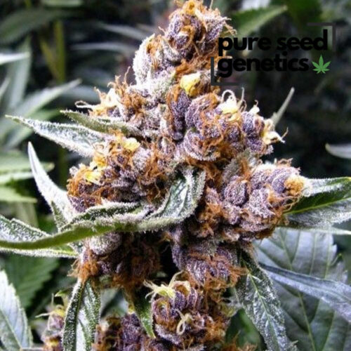CBD Blueberry
