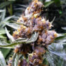 Close-up image of CBD Blueberry, showcasing the plant's unique purple and brown hues. Premium CBD Blueberry flower.