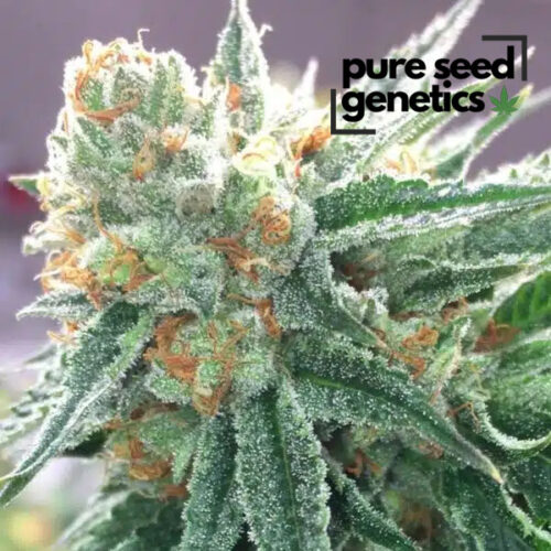 Bruce Banner
