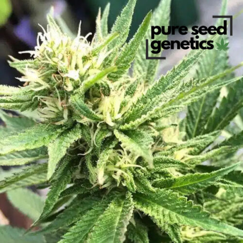 CBD Cheese 1:1
