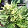 Close-up of CBD Cheese 1:1 cannabis plant, showcasing its trichome-rich buds and vibrant green leaves. High-quality genetics for balanced CBD and THC content.