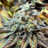 Close-up image of CBD Harlequin 1:18, highlighting its unique trichome coverage, vibrant colors and the premium quality of this therapeutic cannabis strain.