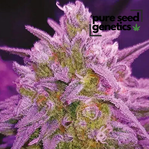Critical Purple