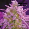 Close-up view of Critical Purple cannabis plant displaying dense, trichome-covered buds. A striking representation of this popular cannabis strain.