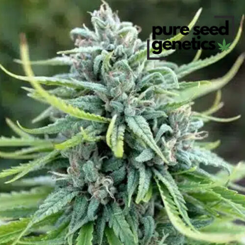 Durban Poison