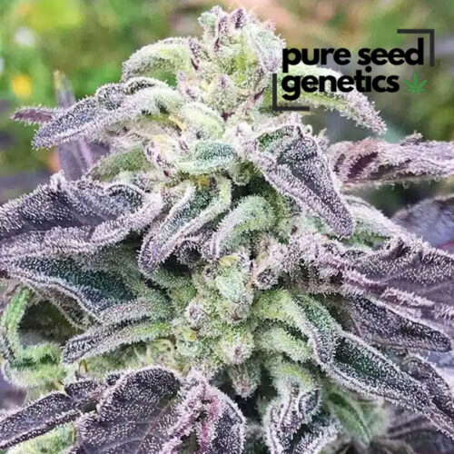 Five Alive Feminized