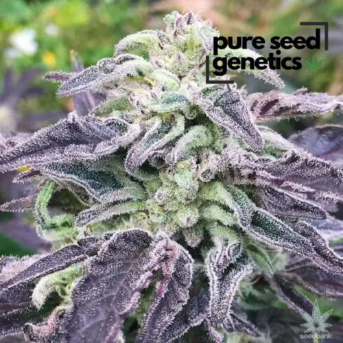 Five Alive Autoflower