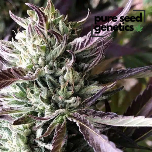 Gelato