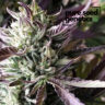 Close-up image of the Gelato strain, showcasing its vibrant green buds and purple-tinged leaves. Gelato is renowned for its aromatic profile and potent effects.