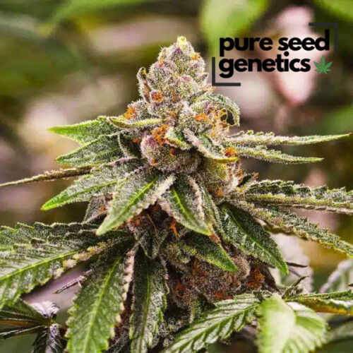 Girl Scout Cookies