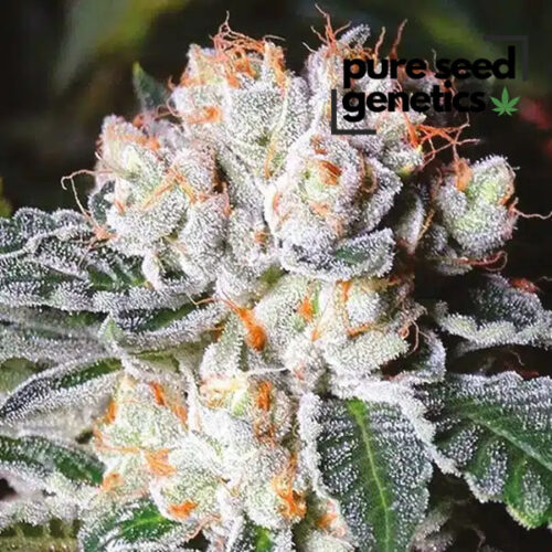 Gorilla Glue Lemon