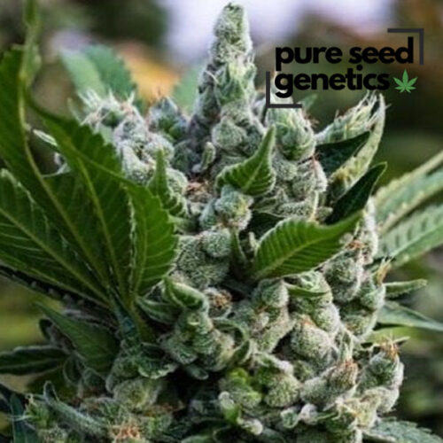 Gorilla Glue