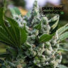 Close-up image showcasing the 'Gorilla Glue' cannabis strain, known for its dense, resinous buds and potent effects. Premium quality seeds for discerning cultivators.