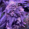 Close-up of a vibrant purple Granddaddy Purple cannabis bud, showcasing its dense trichomes and rich color. High-quality cannabis strain.