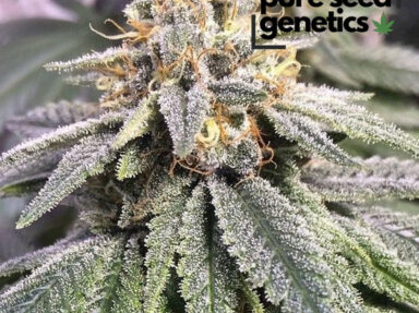 CBD Harlequin Kimbo Kush 1:1 Seeds: Grow Guide