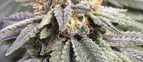CBD Harlequin Kimbo Kush 1:1 Seeds: Grow Guide