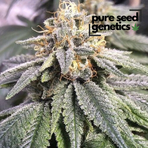 CBD Harlequin Kimbo Kush 1:1