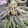 Close-up of a frosty CBD Harlequin Kimbo Kush 1:1 flower, showcasing its resin-covered buds. High-quality cannabis strain with a 1:1 CBD to THC ratio.
