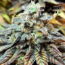 A detailed close-up showcases the Harlequin flower, highlighting its intricate trichomes and vibrant color variations. A visually appealing representation of the Harlequin product.