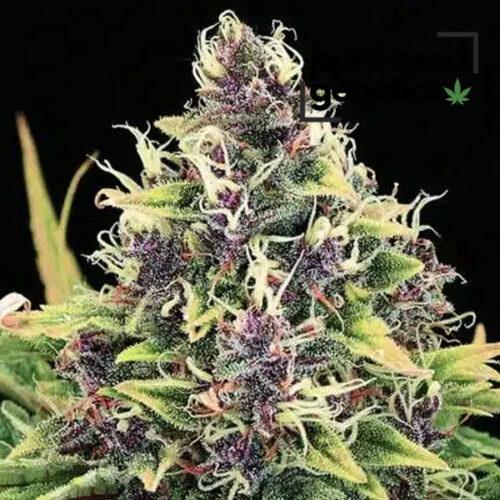 Hindu Kush
