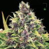 Close-up of a vibrant 'Hindu Kush' flower. This image showcases the stunning purple hues and dense trichomes, highlighting the unique characteristics of the Hindu Kush strain.