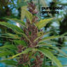 Close-up of a Lemon Cherry Gelato plant showcasing vibrant purple and green hues. Premium genetics for discerning cultivators seeking high-quality.