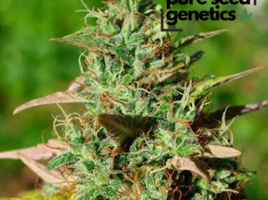 Mazar Seeds: Genetics & Grow Guide
