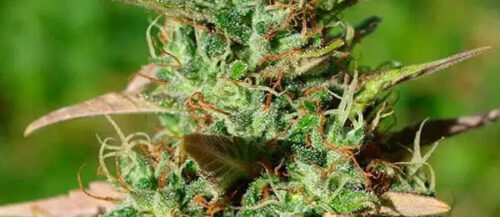 Mazar Seeds: Genetics & Grow Guide