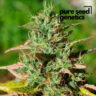 Close-up of a Mazar bud, showcasing the dense trichomes and healthy green leaves. Premium quality Mazar strain for discerning cultivators and enthusiasts.